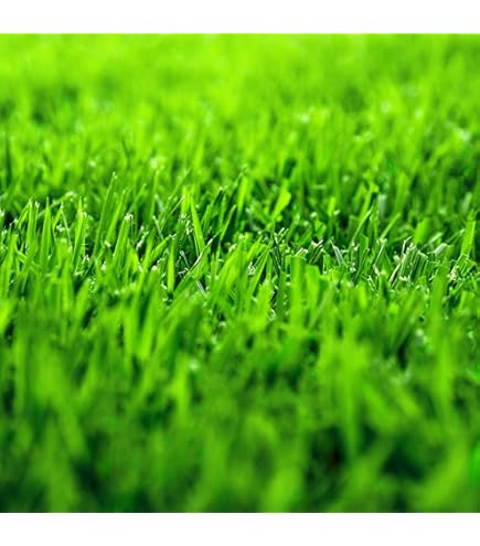 Amazon.com : Samson Botanicals | Innovation Zoysia Sod Grass Plug